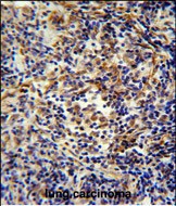 IHC-P - CASKIN2 Antibody (Center) AP10948c