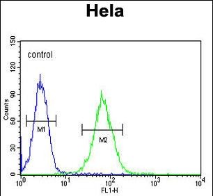 FC - SMYD1 Antibody (C-term) AP10952b