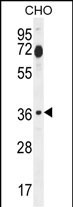 FOSL2 Antibody (Center) (Cat. #AP10972c) western blot analysis in CHO cell line lysates (35ug/lane).This demonstrates the FOSL2 antibody detected the FOSL2 protein (arrow).