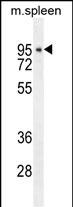 DTL Antibody (Center) (Cat. #AP10973c) western blot analysis in mouse spleen tissue lysates (35ug/lane).This demonstrates the DTL antibody detected the DTL protein (arrow).