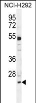 BCL7A Antibody (N-term) (Cat. #AP10984a) western blot analysis in NCI-H292 cell line lysates (35ug/lane).This demonstrates the BCL7A antibody detected the BCL7A protein (arrow).