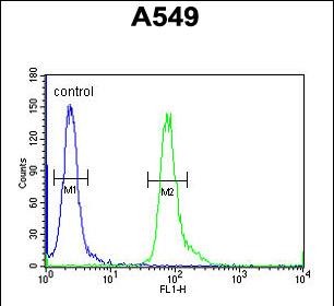 FC - CT112 Antibody (Center) AP10996c