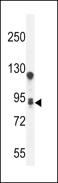 WB - TM168 Antibody  (C-term) AP11002B