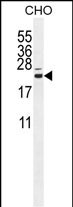 CP013 Antibody  (N-term) (Cat. #AP11012a) western blot analysis in CHO cell line lysates (35ug/lane).This demonstrates the CP013 antibody detected the CP013 protein (arrow).