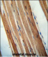 IHC-P - TMCO7 Antibody (C-term) AP11022B