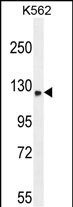 WB - TMCO7 Antibody (C-term) AP11022B