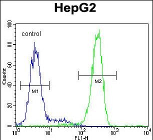 FC - LRC40 Antibody  (C-term) AP11024b