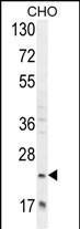 WB - RILPL2 Antibody (Center) AP11028c