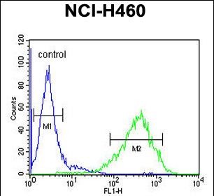 FC - RAB3IL1 Antibody (C-term) AP11035B