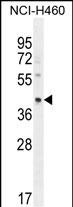 WB - RAB3IL1 Antibody (C-term) AP11035B