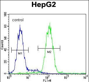FC - CCDC17 Antibody (C-term) AP11038b