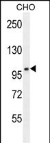CCDC39 Antibody (C-term) (Cat. #AP11039b) western blot analysis in CHO cell line lysates (35ug/lane).This demonstrates the CCDC39 antibody detected the CCDC39 protein (arrow).
