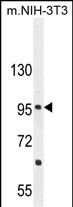 WB - CCDC39 Antibody (C-term) AP11039b