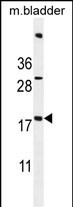 ACN9 Antibody (N-term) (Cat. #AP11049a) western blot analysis in mouse bladder tissue lysates (35ug/lane).This demonstrates the ACN9 antibody detected the ACN9 protein (arrow).