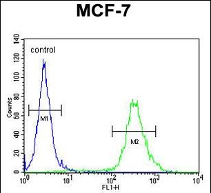 FC - CI150 Antibody (N-term) AP11051a