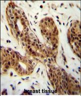 IHC-P - CI150 Antibody (N-term) AP11051a