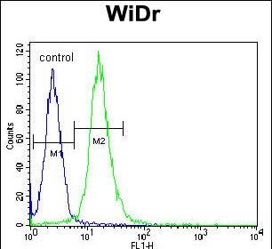 FC - WDR5B Antibody (N-term) AP11053a