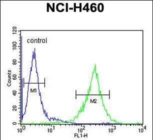 FC - SPMIP9 Antibody (Center) AP11056c