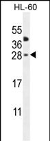 WB - CLEC2A Antibody (Center) AP11060c