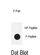 Dot blot analysis of anti-Phospho-AKT1-T450 Antibody Phospho-specific Pab (Cat. #AP3753a) on nitrocellulose membrane. 50ng of Phospho-peptide or Non Phospho-peptide per dot were adsorbed. Antibody working concentrations are 0.6ug per ml.