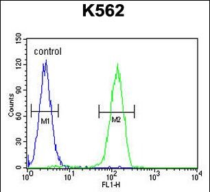 FC - LARS2 Antibody (Center) AP11098c
