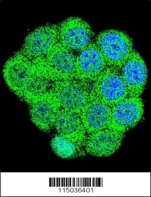 Confocal immunofluorescent analysis of GAL Antibody (Center)(Cat#AP11103c) with 293 cell followed by Alexa Fluor 488-conjugated goat anti-rabbit lgG (green). DAPI was used to stain the cell nuclear (blue).