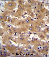 IHC-P - PHF12 Antibody (C-term) AP11130b