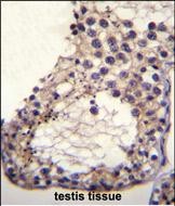 IHC-P - OTOA Antibody (N-term) AP11149a