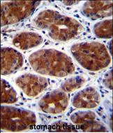 IHC-P - CPSF3L Antibody (N-term) AP11162A