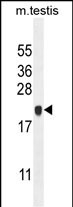 C4orf46 Antibody (C-term) (Cat. #AP11163b) western blot analysis in mouse testis tissue lysates (35ug/lane).This demonstrates the C4orf46 antibody detected the C4orf46 protein (arrow).