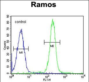 FC - TTC9C Antibody (N-term) AP11171a