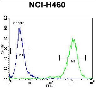 FC - MIER2 Antibody (N-term) AP11173a