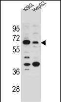 WB - NHEDC1 Antibody (N-term) AP11182a