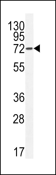hAPG7L-D555 (PEI 1:100)b (Cat. #AP11191a) western blot analysis in Hela cell line lysates (35ug/lane).This demonstrates the APG7L antibody detected the APG7L protein (arrow).