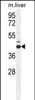 AHCY Antibody (N-term) (Cat. #AP11201a) western blot analysis in mouse liver tissue lysates (35ug/lane).This demonstrates the AHCY antibody detected the AHCY protein (arrow).