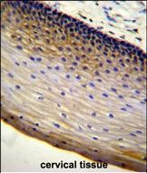 IHC-P - LENG9 Antibody (N-term) AP11255a