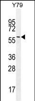 WB - LENG9 Antibody (N-term) AP11255a