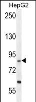 WB - EXOC3L Antibody (C-term) AP11266B