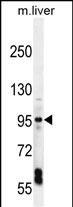 WB - EXOC3L Antibody (C-term) AP11266B