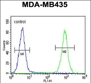 FC - CAMSAP1 Antibody (N-term) AP11271a