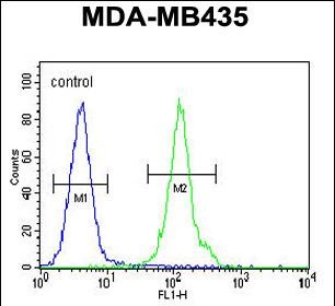 FC - OR2L13 Antibody (C-term) AP11273b