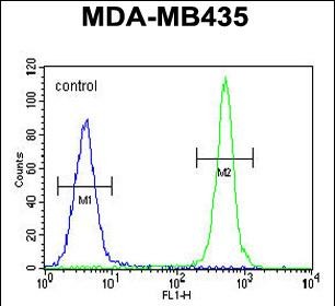 FC - ALKBH6 Antibody (Center) AP11283c