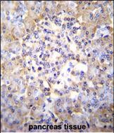 IHC-P - TSNARE1 Antibody (C-term) AP11310b