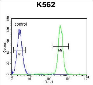 FC - MOGT1 Antibody (C-term) AP11317b