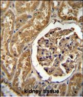 IHC-P - MOGT1 Antibody (C-term) AP11317b