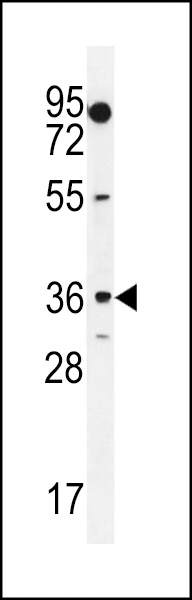 WB - MOGT1 Antibody (C-term) AP11317b