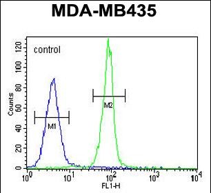 FC - CASP3 Antibody (C-term) AP11324b