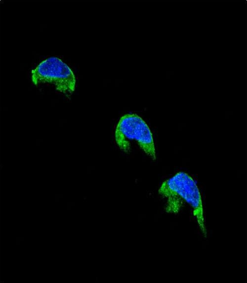 Confocal immunofluorescent analysis of CYP1A2 Antibody (Center) (Cat. #AP11325c) with 293 cell followed by Alexa Fluor� 488-conjugated goat anti-rabbit lgG (green). DAPI was used to stain the cell nuclear (blue).