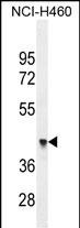 WB - FX4L1 Antibody  (N-term) AP11337a