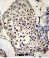 IHC-P - SELV Antibody (C-term) AP11340b